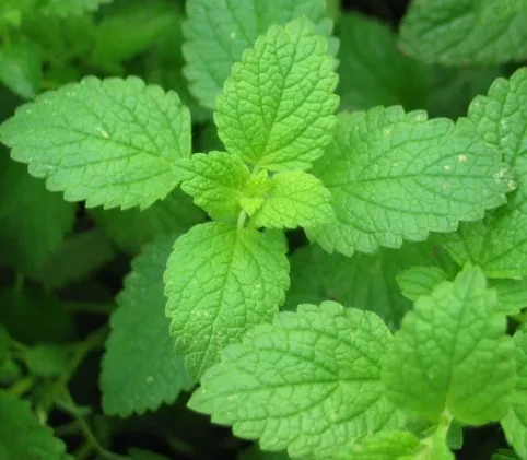 CAS 89-78-1 NaturalSynthetic Menthol 5 CAS 89-78-1 NaturalSynthetic Menthol 5